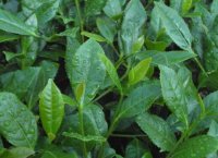 番茄潛葉蛾最佳防治方法？
