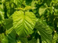 夏天養(yǎng)蠶桑葉一會(huì)就干了怎么辦？