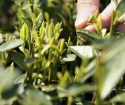 茶的原產(chǎn)地是哪個(gè)國(guó)家？