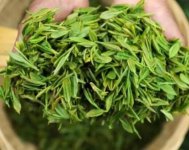 茶樹(shù)產(chǎn)量高嗎？一畝產(chǎn)多少斤？