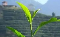 客田鎮(zhèn)：茶樹(shù)吐新芽，茶農(nóng)喜增收