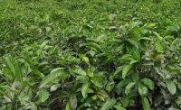 2024年4月茶樹(shù)最新詳情：茶樹(shù)過(guò)度種植、供過(guò)于求