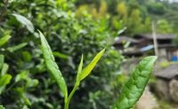 4月19日最新咨詢：“七安紅”春茶開(kāi)始采收，新